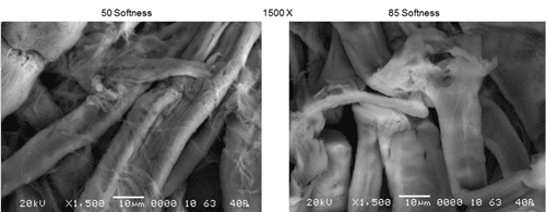 Figure 5B. Sheet Surface Differences Most Visible at 1500X. (Little SEM difference seen with surface photos at lower magnification.) Visible Differences: •Increased lumen collapse •Microfibrils increasing strength and stiffness •Tighter packing of fibre