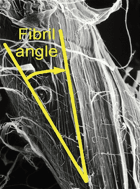 Fibril angle