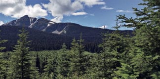 New technology for the circular economy Climate control: Canfor maintains forest certification on the 23 million hectares of forest licenses in Canada.