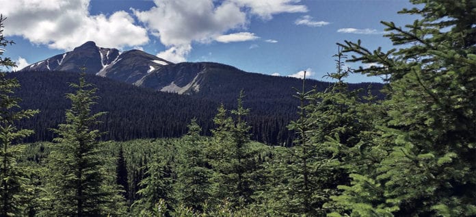 Climate control: Canfor maintains forest certification on the 23 million hectares of forest licenses in Canada. Climate control: Canfor maintains forest certification on the 23 million hectares of forest licenses in Canada.