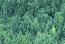 CANFOR’S CIRCULAR ECONOMY INITIATIVES DRIVING ITS ‘MORE VALUE, LESS IMPACT’ STRATEGY Tissue World Magazine Canada