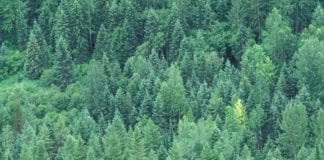 CANFOR’S CIRCULAR ECONOMY INITIATIVES DRIVING ITS ‘MORE VALUE, LESS IMPACT’ STRATEGY Tissue World Magazine Canada
