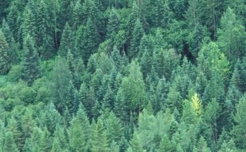 CANFOR’S CIRCULAR ECONOMY INITIATIVES DRIVING ITS ‘MORE VALUE, LESS IMPACT’ STRATEGY Tissue World Magazine Canada