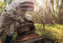 Long term commitment in sustainable eucalyptus plantations Sustainable eucalyptus plantations - Ensuring natural biodiversity