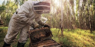 Long term commitment in sustainable eucalyptus plantations Sustainable eucalyptus plantations - Ensuring natural biodiversity