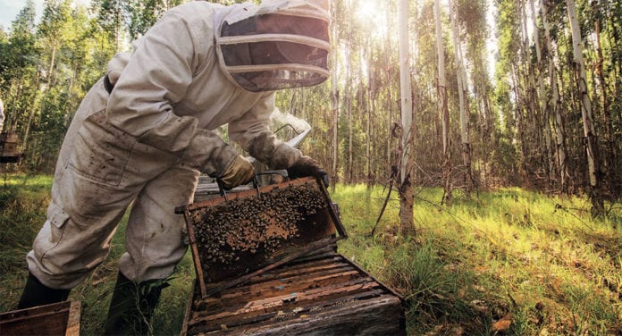 Sustainable eucalyptus plantations - Ensuring natural biodiversity Sustainable eucalyptus plantations - Ensuring natural biodiversity