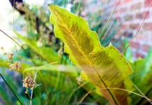 ARE TISSUE’S GREEN CREDENTIALS AS GOOD AS ITS MAJOR COMPANIES CLAIM? Tissue World Magazine, TWM, Exitissues, May-June 2020