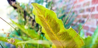ARE TISSUE’S GREEN CREDENTIALS AS GOOD AS ITS MAJOR COMPANIES CLAIM? Tissue World Magazine, TWM, Exitissues, May-June 2020