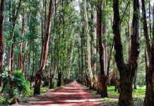 Eucalyptus – adding tensile strength and keeping formation and softness Tissue World Magazine
