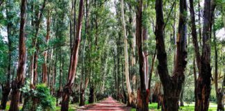 Eucalyptus – adding tensile strength and keeping formation and softness Tissue World Magazine