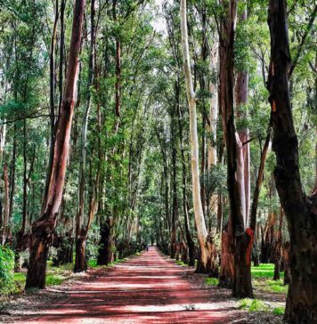 Eucalyptus – adding tensile strength and keeping formation and softness Tissue World Magazine