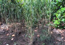 After a brief retail appearance on US chain store shelves, bamboo has returned to e-commerce Wild-Bambo