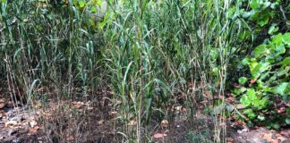 After a brief retail appearance on US chain store shelves, bamboo has returned to e-commerce Wild-Bambo