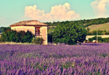FRANCE COUNTRY REPORT: tissue business update – consequences of 2022 energy disruption: greater reliance on nuclear power means higher risks over electric power costs