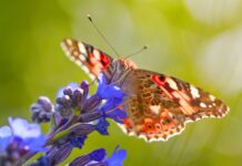 MarketIssues: The growing role of biodiversity and carbon storage: what to expect for the tissue sector