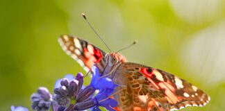 MarketIssues: The growing role of biodiversity and carbon storage: what to expect for the tissue sector