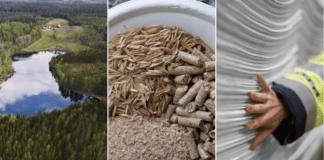 Södra investigating possibilities of agricultural-enhanced softwood pulp “A ground-breaking new pulp”: Södra investigates possibilities of agricultural-enhanced softwood pulp