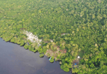 Suzano and Sofidel join forces in Amazon rainforest pilot project Suzano and Sofidel join forces in landmark pilot programme. Image: ©Fabio Liggeri