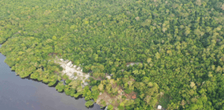 Suzano and Sofidel join forces in Amazon rainforest pilot project Suzano and Sofidel join forces in landmark pilot programme. Image: ©Fabio Liggeri