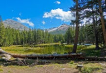 The tissue facts on the ground… seeing the forest, and the trees