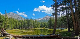 The tissue facts on the ground… seeing the forest, and the trees