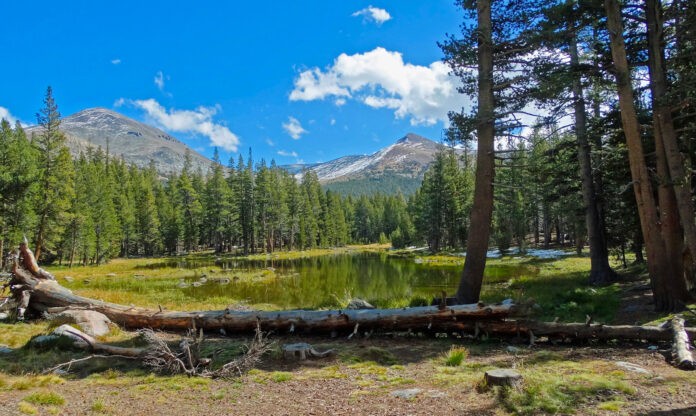 yosemite_tissue_world_magazine_EI_JA_2023