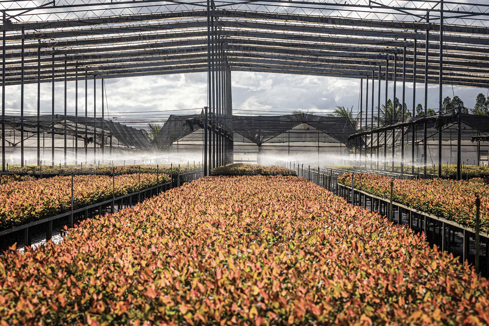 Cerrado Project: Suzano’s new R$22.2bn pulp production plant will produce 2,550,000tpy of eucalyptus pulp, and is scheduled to become operational by June 2024