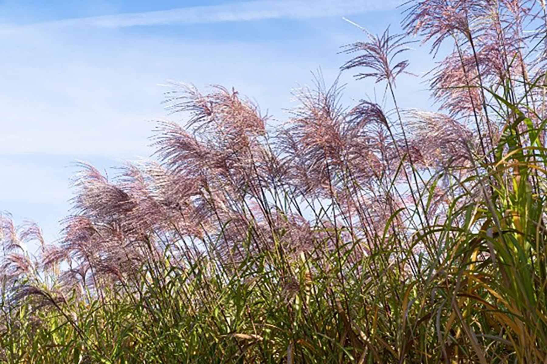 Decreasing environmental impact: WEPA is seeking alternative fresh fibres alternative fresh fibre such as Miscanthus gras