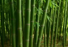 EXITISSUES: Tariffs have stalled the rise of bamboo tissue in North America … will it rise again? Image: CC Tissue World Magazine