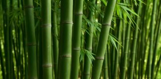 EXITISSUES: Tariffs have stalled the rise of bamboo tissue in North America … will it rise again? Image: CC Tissue World Magazine