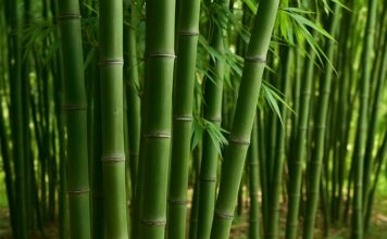 EXITISSUES: Tariffs have stalled the rise of bamboo tissue in North America … will it rise again? Image: CC Tissue World Magazine